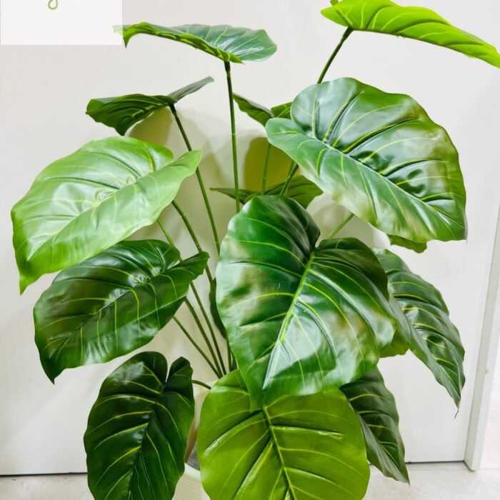 Zero-Maintenance Tropical Alocasia Plant