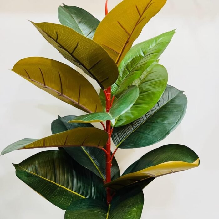 Burgundy Rubber Tree Plant